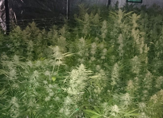 To kolejny surowy wyrok za uprawę konopi indyjskich. 36-letni Marcin R., ps. “Tołdi”, to jedna z ostatnich osób osądzonych za prowadzenie potężnej fabryki marihuany w Pawłosiowie k. Jarosławia. Oprócz odsiadki, „Tołdi” musi zapłacić też 300 tys. zł grzywny!