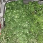 Chciałoby się powiedzieć „Koko koko Euro spoko”, ale spoko było tylko do momentu odkrycia przez policjantów plantacji konopi indyjskich. Uprawiała ją w oborze gospodyni z powiatu łosickiego (woj. mazowieckie). Kobieta tłumaczyła mundurowym, że plony z uprawy były przeznaczone do karmienia kur.