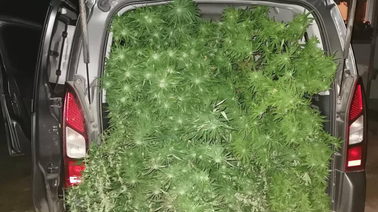 Chciałoby się powiedzieć „Koko koko Euro spoko”, ale spoko było tylko do momentu odkrycia przez policjantów plantacji konopi indyjskich. Uprawiała ją w oborze gospodyni z powiatu łosickiego (woj. mazowieckie). Kobieta tłumaczyła mundurowym, że plony z uprawy były przeznaczone do karmienia kur.