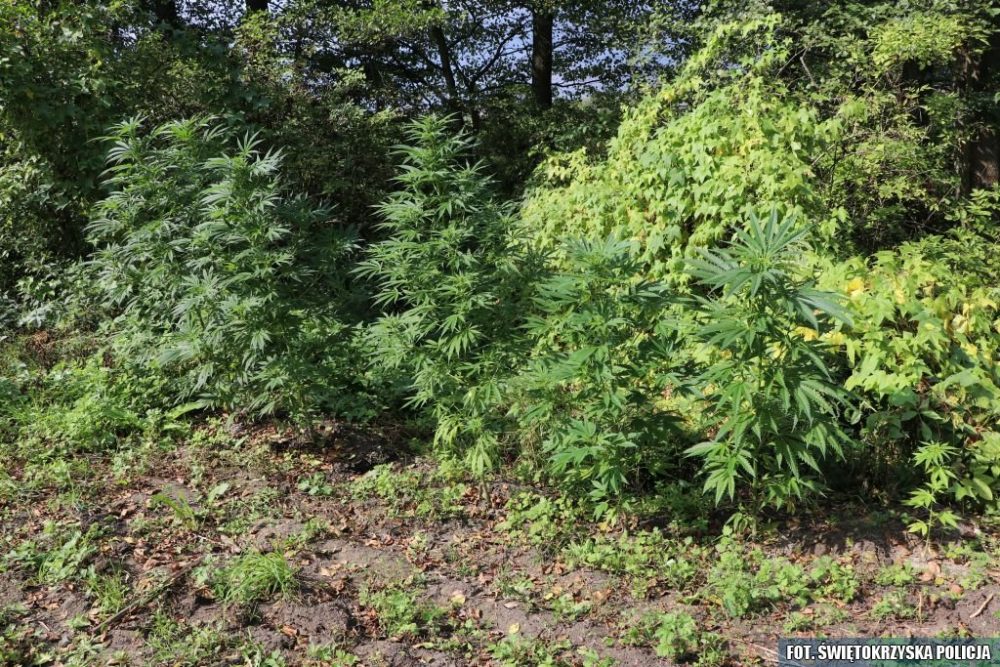 Z jednej strony nieco go poniosło, a z drugiej po prostu nie mógł się pogodzić z faktem, że policjanci odkryli jego skromną uprawę konopi indyjskich i zaczęli wycinać dorodne rośliny. 21 latek z gminy Chmielnik (woj. świętokrzyskie) wjechał na posesję gdzie rosły rośliny i potrącił jednego z interweniujących tam funkcjonariuszy.