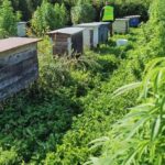 Dorodne krzewy marihuany pszczelarz spod Kętrzyna (woj. warmińsko-mazurskie) uprawiał bynajmniej nie po to, żeby wytwarzać konopny miód.