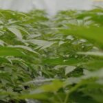 Bardzo niski, dopuszczalny poziom THC w konopiach włóknistych nie od dziś spędza sen z powiek rolnikom i growerom z konopnej branży. Wprawdzie w Europie limit 0,2 proc THC podwyższony został do 0,3 proc. ale to i tak nie rozwiązuje problemu. Niestety Polsce i pozostałym krajom europejskim wciąż daleko do rozkwitu konopnej branży, który ma miejsce w USA.