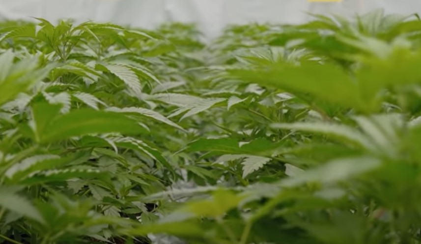 Bardzo niski, dopuszczalny poziom THC w konopiach włóknistych nie od dziś spędza sen z powiek rolnikom i growerom z konopnej branży. Wprawdzie w Europie limit 0,2 proc THC podwyższony został do 0,3 proc. ale to i tak nie rozwiązuje problemu. Niestety Polsce i pozostałym krajom europejskim wciąż daleko do rozkwitu konopnej branży, który ma miejsce w USA.