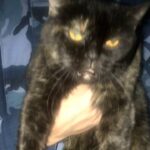 Temu kociakowi nie udało się tak jak innym z jego gatunku spaść na cztery łapy. Został aresztowany przez funkcjonariuszy Federalnej Służby Więziennej Obwodu Iwanowskiego w Rosji.