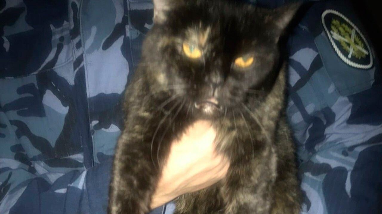 Temu kociakowi nie udało się tak jak innym z jego gatunku spaść na cztery łapy. Został aresztowany przez funkcjonariuszy Federalnej Służby Więziennej Obwodu Iwanowskiego w Rosji.