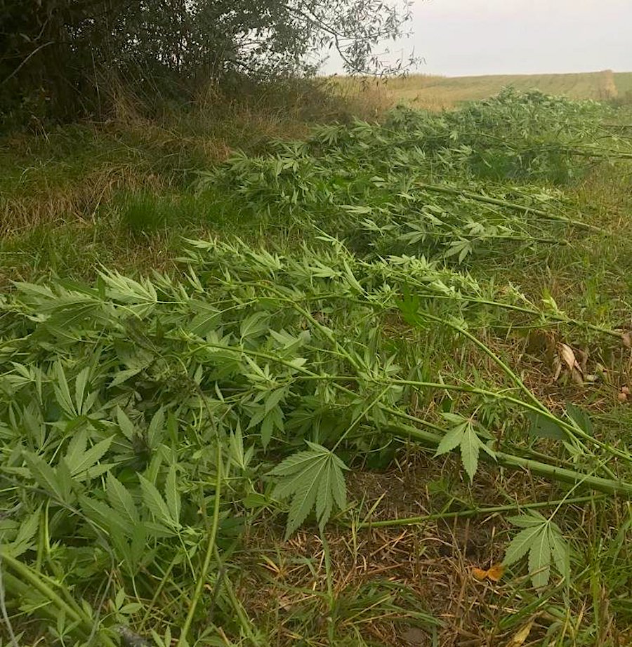 W mieszkaniu 7 kilogramów zioła i amfetamina, a pod chmurką dorodne krzewy konopi indyjskich. Ten dobytek należał do 24 letniego mieszkańca z gminy Kamieniec Ząbkowicki. Niestety sen o konopnej potędze się dla niego skończył, bo zatrzymali go czujni policjanci.