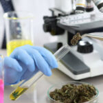 Susz CBD w ostatnim czasie jest bardzo popularny nie tylko w Polsce, ale niemal na całym świecie. Produkt stał się tak powszechny, że można go kupić nie tylko w sieci. Producenci i dystrybutorzy prześcigają się w ofertach cenowych oferowanego suszu. Jednak najtańszy nie oznacza najlepszy. Jak zatem wybrać dobry i sprawdzony susz CBD?