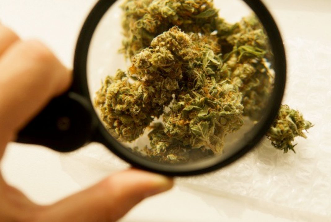 To coraz bardziej popularny produkt, dostępny w sprzedaży internetowej, w automatach, które można znaleźć na ulicach mniejszych i większych miast, jak również na sklepowych półkach. Kto zatem decyduje się na używanie suszu CBD? Jakie przynosi on korzyści oraz doznania? Na te i inne pytania odpowiedzi znajdziecie w tym artykule.