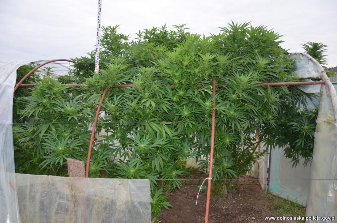 W szklarni, pomiędzy pomidorami 62 latek uprawiał 15 krzewów konopi indyjskich. Nielegalną plantację namierzyli jednak policjanci z Bolesławca. Zatrzymany mężczyzna tłumaczył, że konopie mają właściwości lecznicze i uprawiał je na własny użytek.