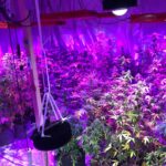 150 krzewów konopi indyjskich, profesjonalny sprzęt do uprawy oraz 2 kilogramy zioła przejęli policjanci z woj. opolskiego. Właścicielem plantacji był 24 latek z Opola. Rośliny uprawiał w domu.