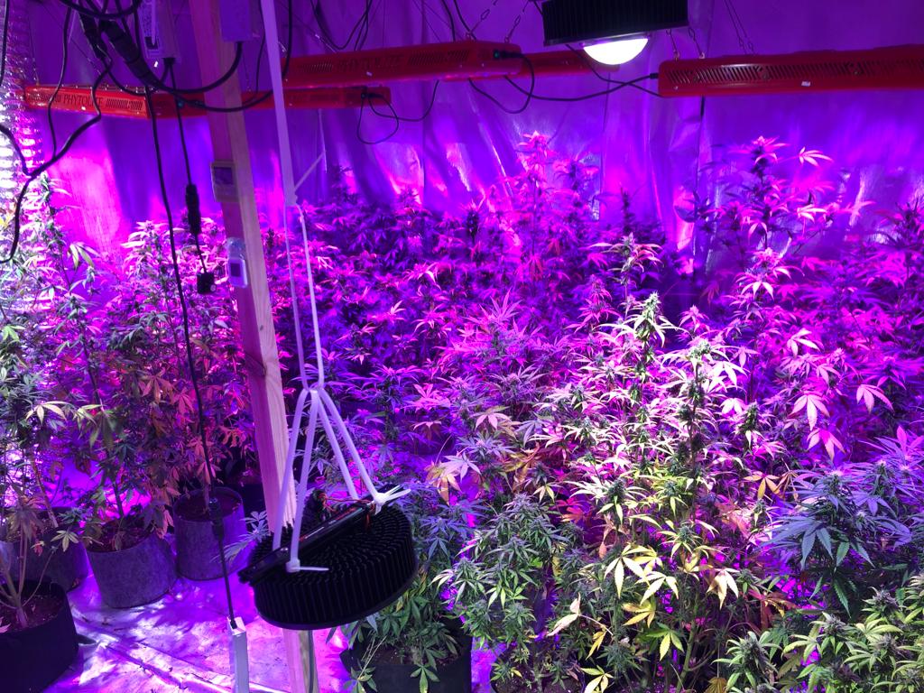 150 krzewów konopi indyjskich, profesjonalny sprzęt do uprawy oraz 2 kilogramy zioła przejęli policjanci z woj. opolskiego. Właścicielem plantacji był 24 latek z Opola. Rośliny uprawiał w domu.