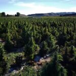 W sumie na 120 tysiącach metrów kwadratowych - czyli na powierzchni 16 standardowych boisk piłkarskich - znajdowała się największa plantacja konopi indyjskich w Europie. Zlokalizowana w Huerta de Valdecarábanos w Toledo w Hiszpanii została ujawniona i zniszczona przez policjantów.