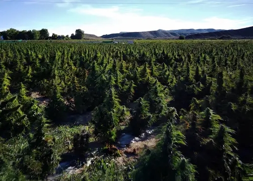 W sumie na 120 tysiącach metrów kwadratowych - czyli na powierzchni 16 standardowych boisk piłkarskich - znajdowała się największa plantacja konopi indyjskich w Europie. Zlokalizowana w Huerta de Valdecarábanos w Toledo w Hiszpanii została ujawniona i zniszczona przez policjantów.