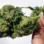 Decyzja sędziów była jednoznaczna i bezdyskusyjna – kara śmierci dla 41 latka z Singapuru, który miał przy sobie 2 funty (niecały kilogram) marihuany! W lutym Omar Yacob Bamadhaj usłyszał wyrok skazujący – ma zostać powieszony. Sąd uchylił apelację 41 latka – poinformował Chanel News Asia.