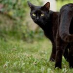 Całkiem tłustą kartotekę kryminalną ma zamieszkały w Nowej Zelandii pięcioletni kot o imieniu Keith. Cieszy się on reputacją bardzo utalentowanego złodzieja, którego łupem padają nietypowe przedmioty. Wiele wskazuje na to, że zwierzę jest amatorem używek, dobrego jedzenia i damskiej bielizny. Ukradło już między innymi bongo, ale także koronkowe czarne majtki i woreczek z białym proszkiem.