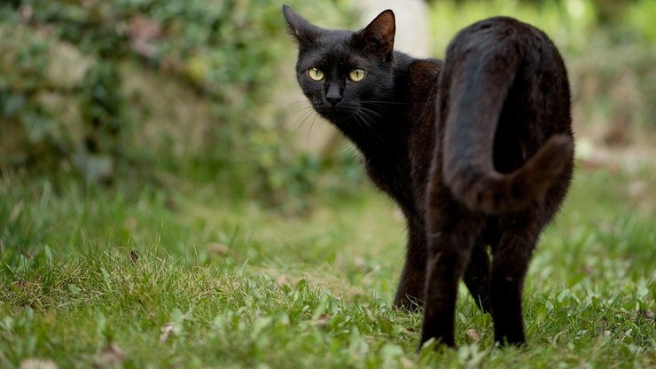 Całkiem tłustą kartotekę kryminalną ma zamieszkały w Nowej Zelandii pięcioletni kot o imieniu Keith. Cieszy się on reputacją bardzo utalentowanego złodzieja, którego łupem padają nietypowe przedmioty. Wiele wskazuje na to, że zwierzę jest amatorem używek, dobrego jedzenia i damskiej bielizny. Ukradło już między innymi bongo, ale także koronkowe czarne majtki i woreczek z białym proszkiem.