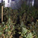 Nietypowe miejsce na uprawę konopi indyjskich wybrali sobie trzej growerzy z woj. śląskiego. Swoje rośliny uprawiali w pralni chemicznej. W sumie rosło tam ponad 200 krzaków. Właściciele tak obfitej uprawy przechowywali w pralni też dużo zioła.