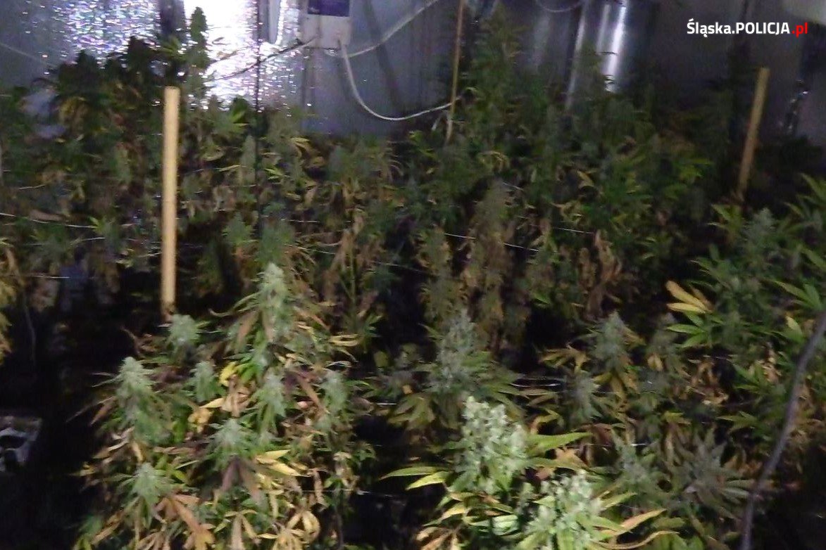 Nietypowe miejsce na uprawę konopi indyjskich wybrali sobie trzej growerzy z woj. śląskiego. Swoje rośliny uprawiali w pralni chemicznej. W sumie rosło tam ponad 200 krzaków. Właściciele tak obfitej uprawy przechowywali w pralni też dużo zioła.