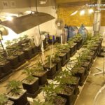 300 krzaków konopi indyjskich oraz 20 kilogramów zioła przejęli policjanci z Sosnowca. Zatrzymali 4 osoby, które specjalizowały się w uprawie marihuany na terenie woj. śląskiego i małopolskiego. Uprawa wyposażona w profesjonalny sprzęt była zasilana kradzionym prądem.