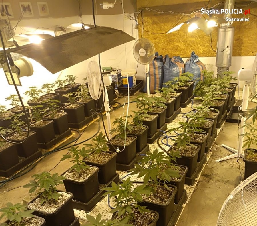 300 krzaków konopi indyjskich oraz 20 kilogramów zioła przejęli policjanci z Sosnowca. Zatrzymali 4 osoby, które specjalizowały się w uprawie marihuany na terenie woj. śląskiego i małopolskiego. Uprawa wyposażona w profesjonalny sprzęt była zasilana kradzionym prądem.