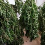 O dużym pechu może mówić grower ze Świętochłowic (woj. śląskie), który w swoim mieszkaniu uprawiał konopie indyjskie. Do jego zatrzymania i ujawnienia plantacji doszło podczas rutynowej kontroli drogówki.