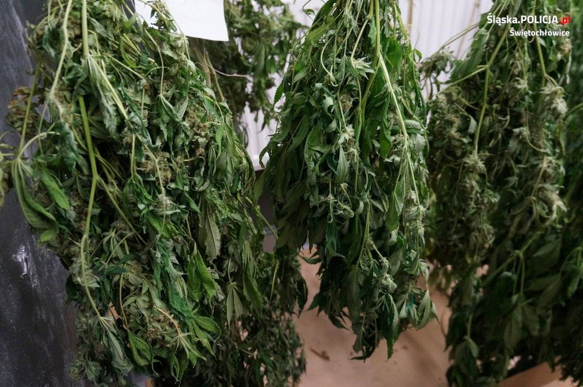 O dużym pechu może mówić grower ze Świętochłowic (woj. śląskie), który w swoim mieszkaniu uprawiał konopie indyjskie. Do jego zatrzymania i ujawnienia plantacji doszło podczas rutynowej kontroli drogówki.