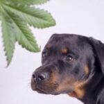 Psy, koty, konie, papugi a nawet iguany trafiają do weterynarza z powodu przedawkowania konopi indyjskich. Tak wynika z badań przeprowadzonych wśród weterynarzy z tych z Kanady i USA, gdzie marihuana jest zalegalizowana.