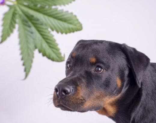 Psy, koty, konie, papugi a nawet iguany trafiają do weterynarza z powodu przedawkowania konopi indyjskich. Tak wynika z badań przeprowadzonych wśród weterynarzy z tych z Kanady i USA, gdzie marihuana jest zalegalizowana.