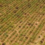 To niewątpliwie największa plantacja konopi indyjskich jaka została ujawniona i wycięta w Europie. Hiszpańskie służby odkryły w sumie 415 tys. krzewów marihuany, których wartość oszacowano na 100 mln euro!