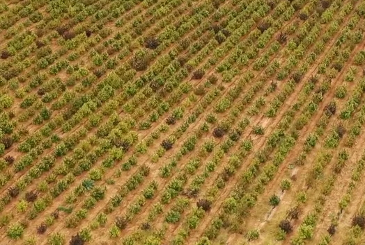 To niewątpliwie największa plantacja konopi indyjskich jaka została ujawniona i wycięta w Europie. Hiszpańskie służby odkryły w sumie 415 tys. krzewów marihuany, których wartość oszacowano na 100 mln euro!