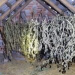 Na nic były jego tłumaczenia. Policjanci aresztowali 40 latka. Skonfiskowali 40 kilogramów zioła, które znaleźli w jego domu. Czy faktycznie zatrzymany potrzebował aż tyle konopi indyjskich na własny użytek?