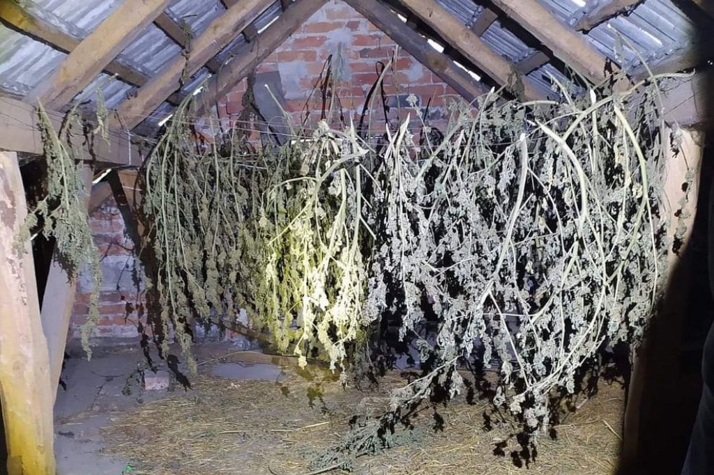 Na nic były jego tłumaczenia. Policjanci aresztowali 40 latka. Skonfiskowali 40 kilogramów zioła, które znaleźli w jego domu. Czy faktycznie zatrzymany potrzebował aż tyle konopi indyjskich na własny użytek?