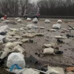 Był to tak nietypowy wypadek drogowy, że aż chce się powiedzieć OK USA! Doszło do niego na jednej z dróg w amerykańskim stanie Missouri. W efekcie 226 kilogramów zioła wysypało się z ciężarówki na autostradę stanową. Co ciekawe do wypadku doszło 20 kwietnia czyli tak, jakby ktoś chciał uczcić hucznie Światowy Dzień Marihuany.