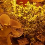 42 letni mieszkaniec Białej Podlaskiej wybrał nietypowe miejsce na uprawę konopi indyjskich. Marihuanę posadził i uprawiał w piwnicy, na terenie zakładu pracy, w którym był zatrudniony. O nielegalnej plantacji ktoś powiadomił policjantów.