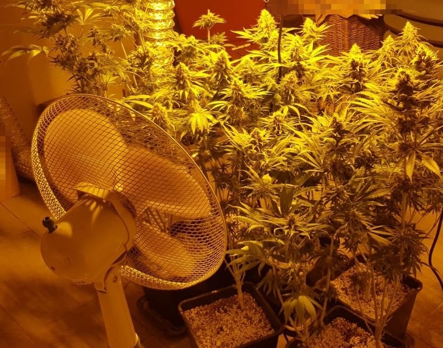 42 letni mieszkaniec Białej Podlaskiej wybrał nietypowe miejsce na uprawę konopi indyjskich. Marihuanę posadził i uprawiał w piwnicy, na terenie zakładu pracy, w którym był zatrudniony. O nielegalnej plantacji ktoś powiadomił policjantów.