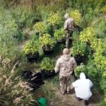 To skandal i wygląda na to, że porażka oraz kompromitacja prokuratury! Trzej młodzi „ogrodnicy” - 18-letni Bartosz K., 24-letni Miłosz K. i 24-letni Marcin T. siedzą od 9 miesięcy w areszcie za to, że zostali przyłapani na podlewaniu nie swoich plantacji konopi indyjskich. Od ich zatrzymania śledczym nie udało się ani ustalić, ani zatrzymać właścicieli plantacji marihuany, a tym samym postawić komukolwiek z nich zarzutów. W takim razie dlaczego „ogrodnicy” wciąż są za kratami?