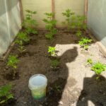 Ogrodnik-amator z Górowa Iławeckiego zrezygnował z corocznego sadzenia pomidorów i zdecydował się na uprawę konopi indyjskich. W przydomowym namiocie 36 latek rozpoczął przygodę z hodowlą konopi, jednak szybko do jego mini plantacji dotarli policjanci.