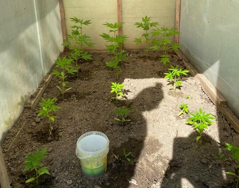 Ogrodnik-amator z Górowa Iławeckiego zrezygnował z corocznego sadzenia pomidorów i zdecydował się na uprawę konopi indyjskich. W przydomowym namiocie 36 latek rozpoczął przygodę z hodowlą konopi, jednak szybko do jego mini plantacji dotarli policjanci.