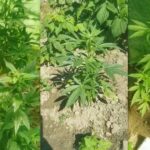 72 letnia mieszkanka gminy Krynice (woj. lubelskie) w specjalnym tunelu ogrodowym hodowała 41 krzewów konopi indyjskich. Niestety jej plantacja została odkryta przez policjantów. Nie pomogły tłumaczenia babci, że konopie uprawiała na własny użytek - do celów leczniczych.