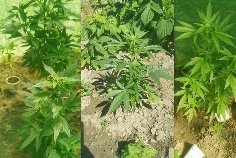 72 letnia mieszkanka gminy Krynice (woj. lubelskie) w specjalnym tunelu ogrodowym hodowała 41 krzewów konopi indyjskich. Niestety jej plantacja została odkryta przez policjantów. Nie pomogły tłumaczenia babci, że konopie uprawiała na własny użytek - do celów leczniczych.