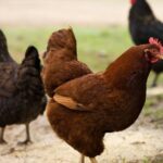 Pasza dla kurczaków zamiast paszy wzbogaconej antybiotykami okazała się skuteczna na jednej z ekologicznych ferm drobiu w Tajlandii. Właściciel fermy odstawił pokarm z antybiotykami i zaczął karmić kurczaki paszą z dodatkiem medycznej marihuany. Cały eksperyment był monitorowany przez naukowców.