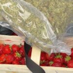 Sezon truskawkowy jest w pełni, dlatego ojciec i syn stwierdzili, że rozszerzą swoją ofertę sprzedaży truskawek o marihuanę i nielegalny tytoń. Do policyjnego zatrzymania 50 letniego ojca i 23 letniego syna doszło w powiecie kłodzkim.