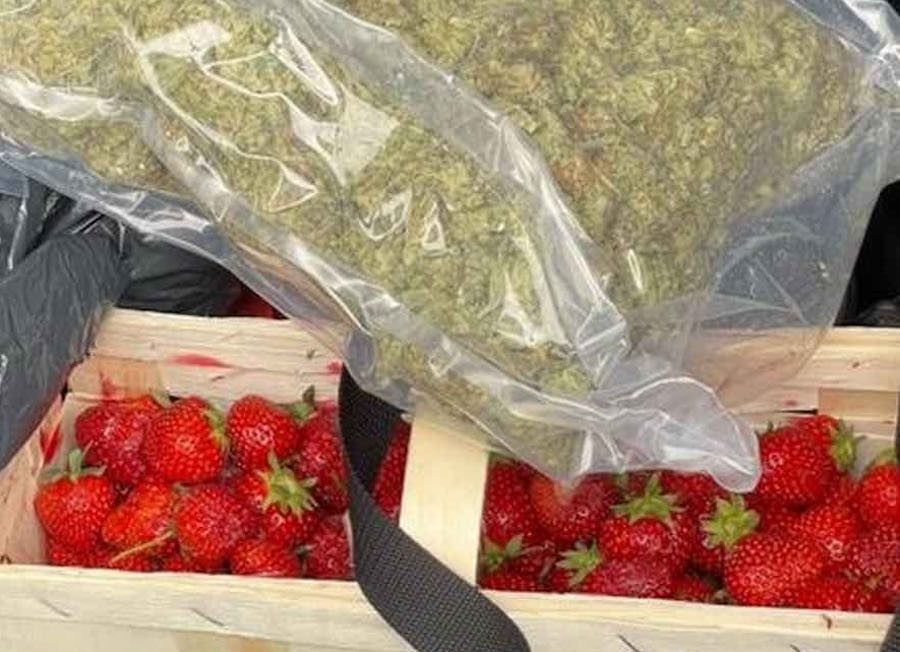 Sezon truskawkowy jest w pełni, dlatego ojciec i syn stwierdzili, że rozszerzą swoją ofertę sprzedaży truskawek o marihuanę i nielegalny tytoń. Do policyjnego zatrzymania 50 letniego ojca i 23 letniego syna doszło w powiecie kłodzkim.