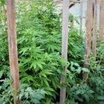 W przydomowej szklarni, wśród pomidorów ojciec z synem z gminy Myślenice posadzili konopie indyjskie. Niestety ich przygoda z konopiami nie trwała zbyt długo. O mini plantacji marihuany ktoś „życzliwy” doniósł policjantom.