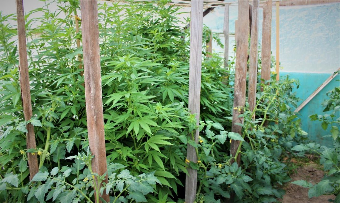 W przydomowej szklarni, wśród pomidorów ojciec z synem z gminy Myślenice posadzili konopie indyjskie. Niestety ich przygoda z konopiami nie trwała zbyt długo. O mini plantacji marihuany ktoś „życzliwy” doniósł policjantom.