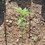 32 cm długości – tyle dokładnie miała jedna roślina konopi indyjskiej, która rosła w przydomowym ogrodzie 35 letniego mieszkańca Jawora. Tak naprawdę krzew nie zdążył nawet się rozwinąć, ale o tym, że rośnie w ogrodzie zawiadomił policjantów życzliwy sąsiad.