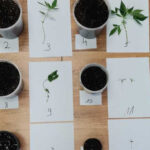 Został przyłapany za kradzież, a dodatkowo policjanci znaleźli w jego mieszkaniu 11 małych roślin konopi indyjskich. Teraz 45 letni mieszkaniec Lidzbarka Warmińskiego będzie odpowiadał za uprawę marihuany.