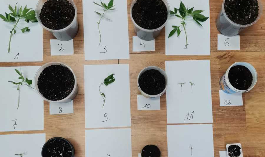 Został przyłapany za kradzież, a dodatkowo policjanci znaleźli w jego mieszkaniu 11 małych roślin konopi indyjskich. Teraz 45 letni mieszkaniec Lidzbarka Warmińskiego będzie odpowiadał za uprawę marihuany.