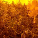 Z Prokuratury Rejonowej w Głubczycach (woj. opolskie) trafił do sądu akt oskarżenia przeciwko starszemu małżeństwu, które wyhodowało ponad 100 kilogramów zioła.