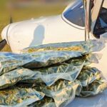 Byli niczym aniołowie, którzy latali awionetką z Hiszpanii do Polski przemycając marihuanę. Mowa o członkach poznańskiego oddziału gangu Hells Angels. To właśnie oni zorganizowali lotniczy kanał przemytniczy marihuany z Hiszpanii do Polski. „Air Gandzia” w wykonaniu Hells Angels to już przeszłość, bo członkowie organizacji zostali zatrzymani przez funkcjonariuszy CBŚP oraz poznańskich „pezetów”.